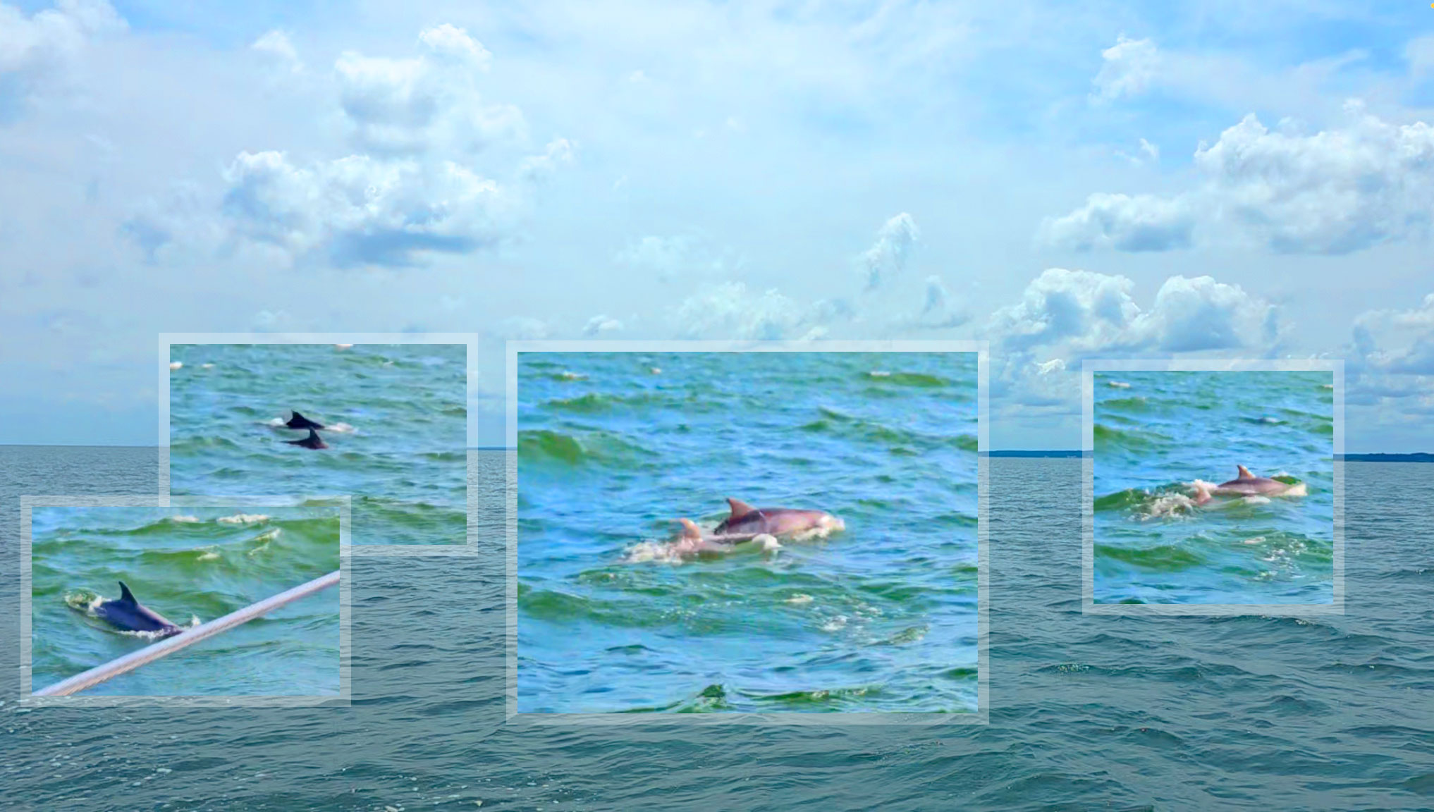 Dolphins swimming alongside the boat
